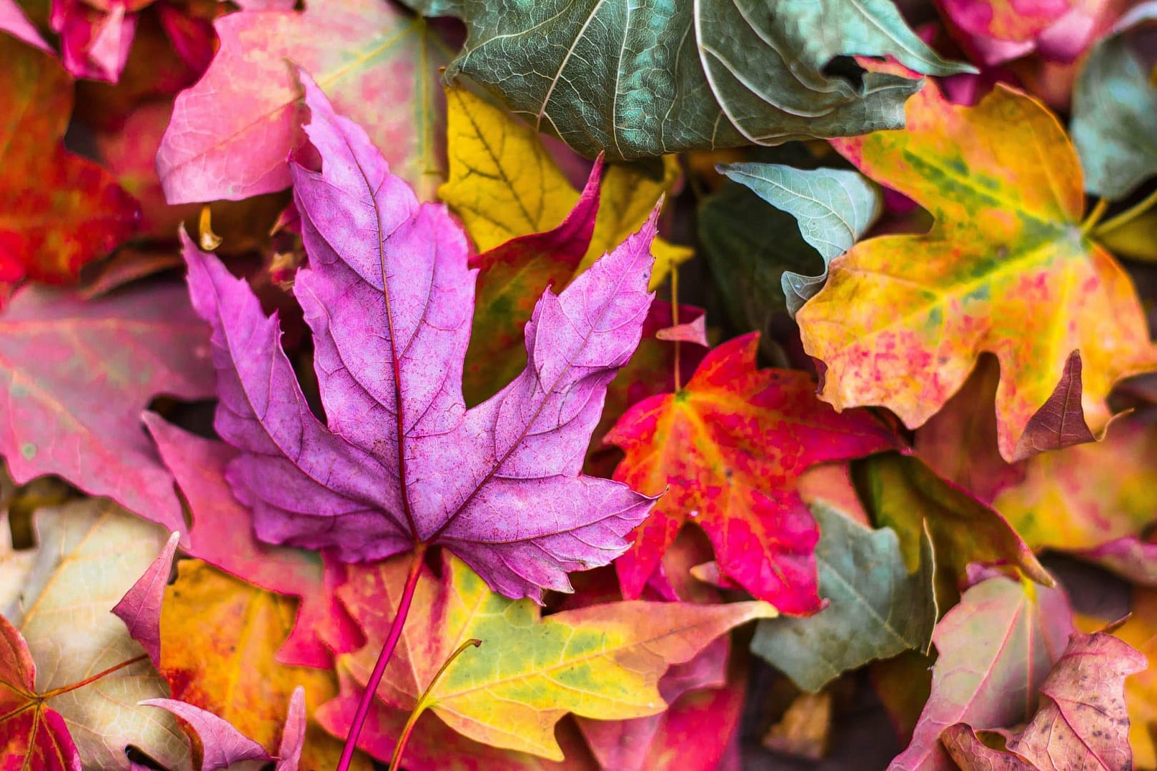 September 2019 Newsletter